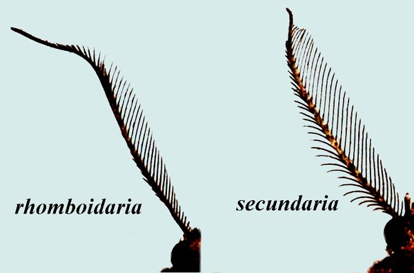 Comparaison des antennes mâles P. rhomboidaria / secundaria.